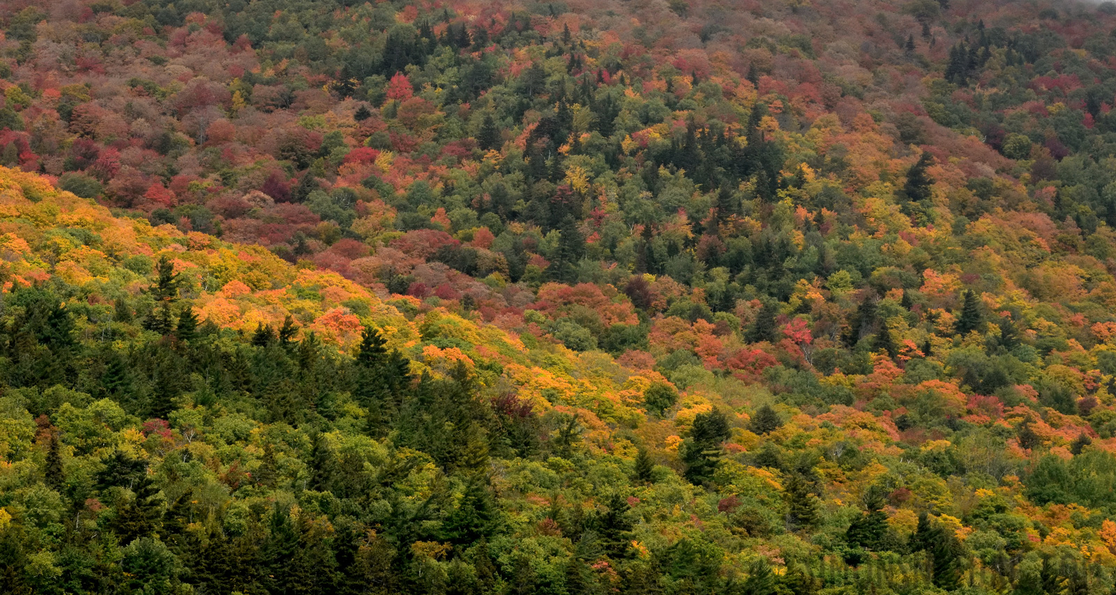 Cap Tourmente National Wildlife Area [240 mm, 1/1600 Sek. bei f / 11, ISO 2000]